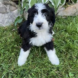 Sally - Yellow Girl - Black and white Sheepadoodle puppy in Camillus, New York from Spy Haven LLC