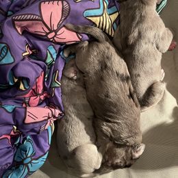 Great Dane Puppies from East Coast Great Danes