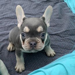 French Bulldog Puppies from Route 66 French Bulldogs