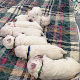 Maple - White female West Highland White Terrier puppy in Central Ohio from Winchester West Highlands