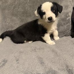 Hades - Black and white male Cardigan Welsh Corgi puppy in Madera Acres, California from All Star Corgis