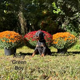 Army Green - Black and rust male Doberman Pinscher puppy in Knox, Indiana from Double River Dobermans