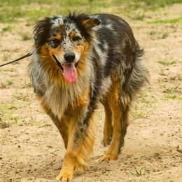 Boog - Australian Shepherd
