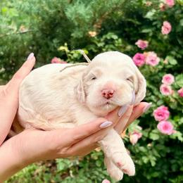 Adelyn (mint) - Cream female Cockapoo puppy in Denver, Pennsylvania from Greenview Puppies