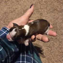 Unusual boy 4 - Tri-color male Cavalier King Charles Spaniel puppy in Charity, Missouri from Missouri. Cavaliers