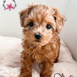 Olive - Red male Maltipoo puppy in Kula, Hawaii from Toy Poodle & Maltipoo Maui