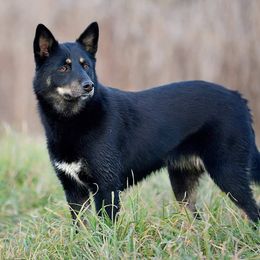 Tuula - Lapponian Herder