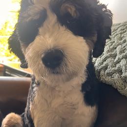 Bernedoodle and Golden Mountain Doodle All Grown Up from Cumberland Companions