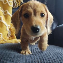 Dachshunds and Miniature Schnauzers from Chestnut Hill Farm