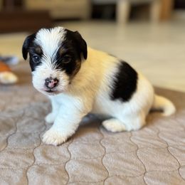 Wings - Tri-color male Russell Terrier puppy in Viper, Kentucky from Mountain Top