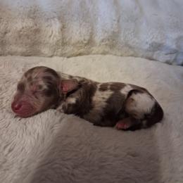 5 - Dapple male Dachshund puppy in Statesville, North Carolina from Dannie's Doxies