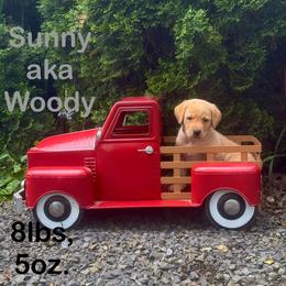 Woody - Yellow male Labrador Retriever puppy in Tigard, Oregon from Morrison Labrador Retreivers