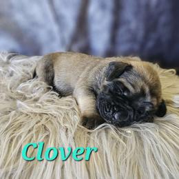 Clover - Fawn Mastiff puppy in Linton, Indiana from Riggins Mastiffs and Danes