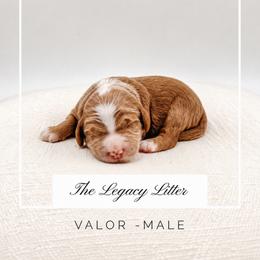 Valor - Red  male Goldendoodle puppy in Hollister, Missouri from Wild Acres Goldendoodles