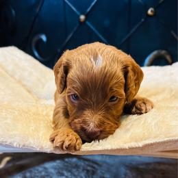Tippy - Brown and white male Cockapoo puppy in Kingfisher, Oklahoma from Perdue Puppies