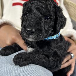 Boy 2 - Black male Goldendoodle puppy in Frederick, Maryland from Loving Doodles
