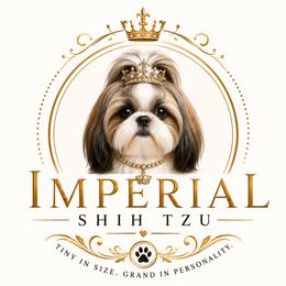 Shih Tzu puppies from Imperial Shih Tzu