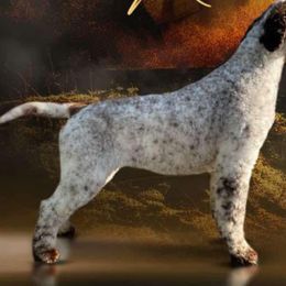 Oli - Lagotto Romagnolo