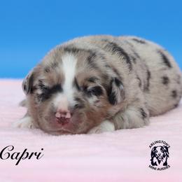 Capri - Blue merle female Miniature Australian Shepherd puppy in Weeki Wachee, Florida from Arlington's Mini Aussies