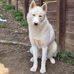 King - Siberian Husky