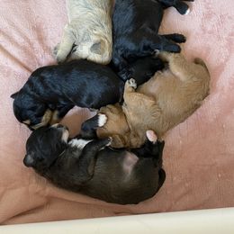 Schnoodle Puppies from Noodle Tings Puppies