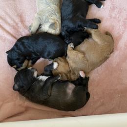 Schnoodle Puppies from Noodle Tings Puppies