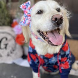 Golden Retriever Puppies from Garrett’s English Golden Retriever’s