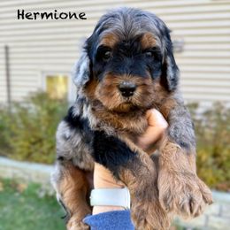 Hermione - Merle female Bernedoodle puppy in Midland, Michigan from Northern Charm Farm