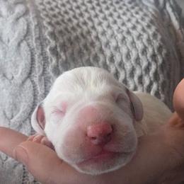 ATHENA (pink) - White and black female Dalmatian puppy in Palmer, Massachusetts from Delaney's Dalmatians 2