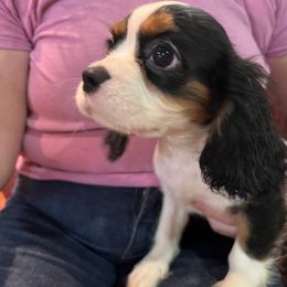 Girl 1 - female Cavalier King Charles Spaniel puppy in Amherst, Virginia from Duchess Cavaliers