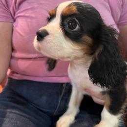 Girl 1 - female Cavalier King Charles Spaniel puppy in Amherst, Virginia from Duchess Cavaliers