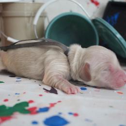 Blair - Cream female Dachshund puppy in Pace, Florida from Shoebox Doxie’s