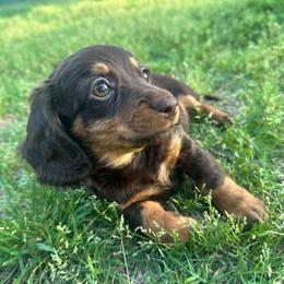 Daisy - Chocolate and tan female Dachshund puppy in Perkins, Oklahoma from 4B Dachshunds