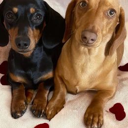 Dachshunds from Aj's Doxies