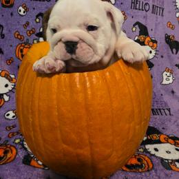 Ramah - Red and white female Bulldog puppy in Lafayette, Georgia from Storytime Mastiffs & Bulldogs