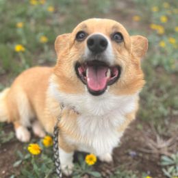 Ellie - Pembroke Welsh Corgi