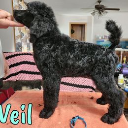 Veil - Blue Poodle puppy in Bishop, Texas from Mercury Standard Poodles