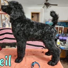 Veil - Blue Poodle puppy in Bishop, Texas from Mercury Standard Poodles