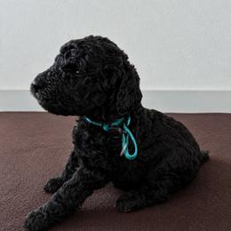Netherlands - Black female Goldendoodle puppy in Houston, Texas from Were The Mack'Doodles