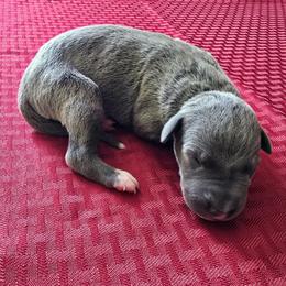 Sirroco - Blue female Whippet puppy in Gentry, Arkansas from Mardel Robeson of Mulberry Hollow Whippets