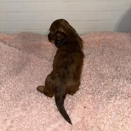 Dachshund Puppies from Wiggle Weens