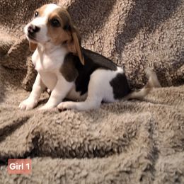 Girl 1 - Black tan and white female Beagle puppy in Laton, California from McMillan Family Kennels