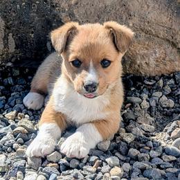 Shamrock - Sable and white male Cardigan Welsh Corgi puppy in Hotchkiss, Colorado from Bell S Ranch