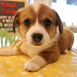 Susitna - Red and white female American Corgi puppy in Sedro Woolley, Washington from Patriot Corgis