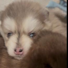Chardonnay - Merle female Pomsky puppy in Spring Hill, Florida from PDQ Pomskies
