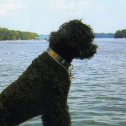 Portuguese Water Dogs from Agua Viva