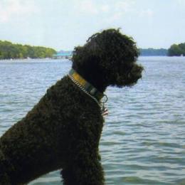 Portuguese Water Dogs from Agua Viva