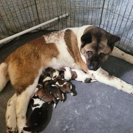 Akita Puppies from CJ's Sho-Me Akitas