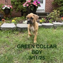 Green Collar Boy - Fawn Boxer puppy in East Longmeadow, Massachusetts from Boxer Bliss
