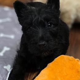 Ariel - Black female Scottish Terrier puppy in Seymour, Missouri from Fairview's Precious Pups